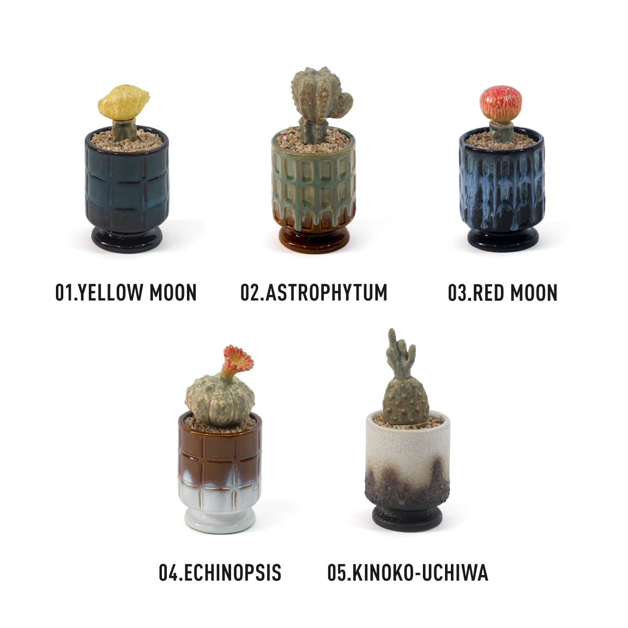 THE CACTI POT / ザ カクティポット - ASTROPHYTUM 【982670002