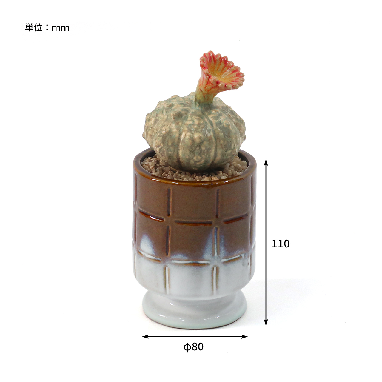 THE CACTI POT / ザ カクティポット - ECHINOPSIS 【982670004