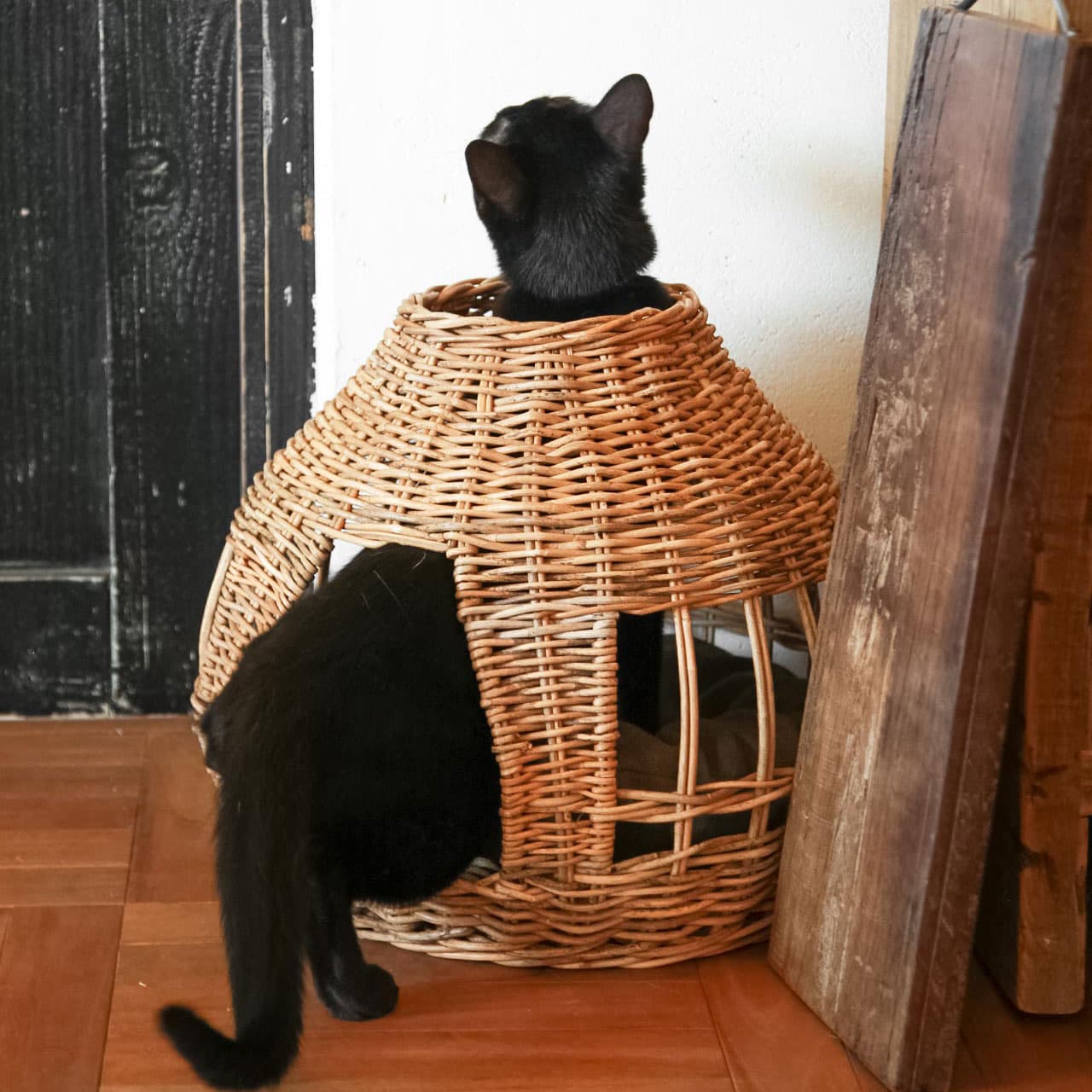 CAT HOUSE ONION -BY THE AROROG.- / ねこハウス オニオン -バイ ジ