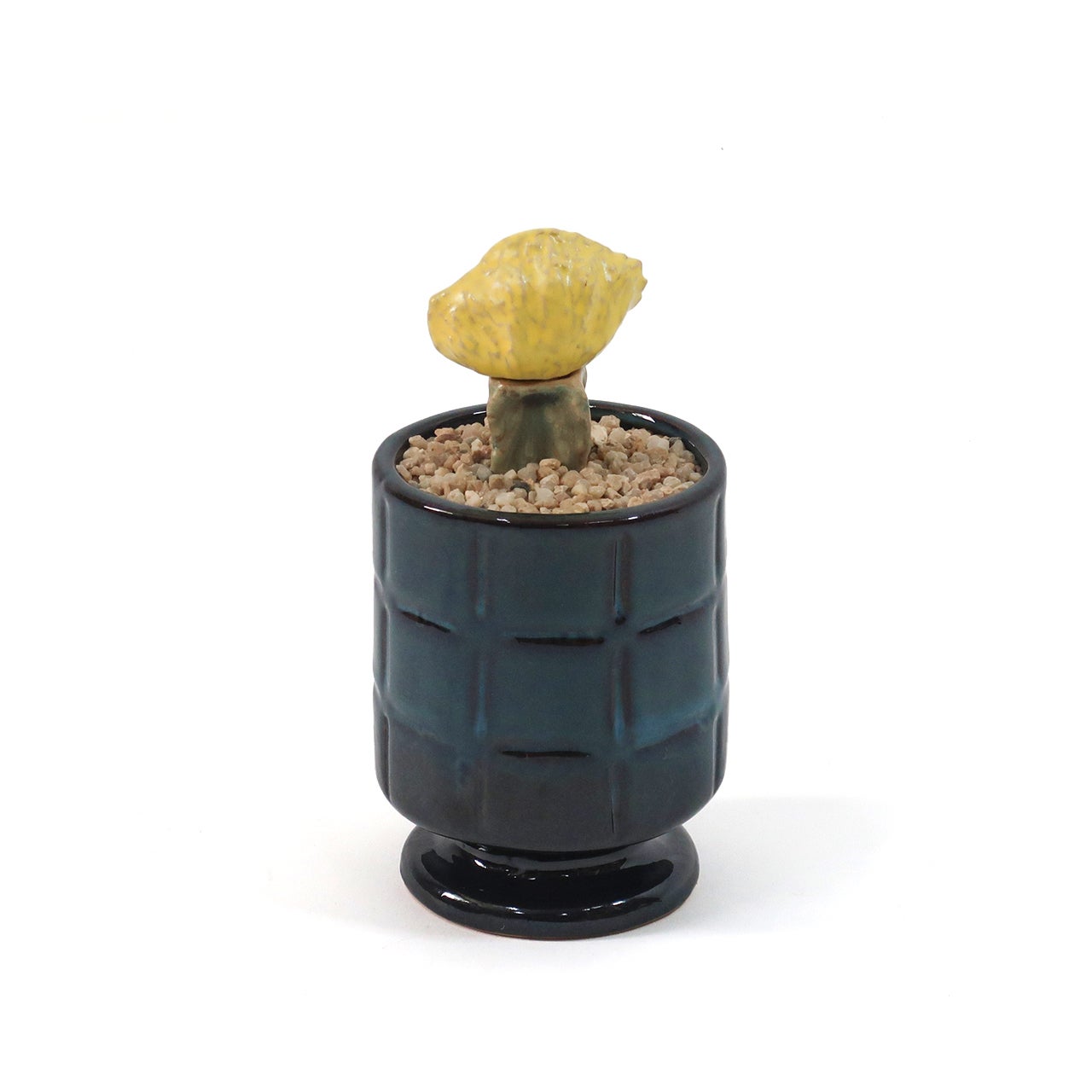 THE CACTI POT / ザ カクティポット - KINOKO-UCHIWA 【982670005